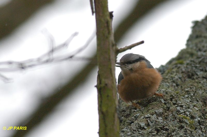 Sitta europaea